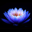 blue-lotus